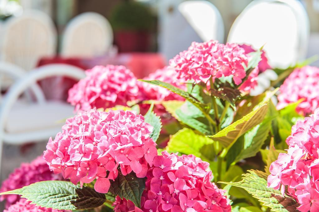 Hotel Garden Bellaria-Igea Marina Esterno foto